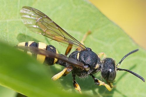 Cerceris sabulosa